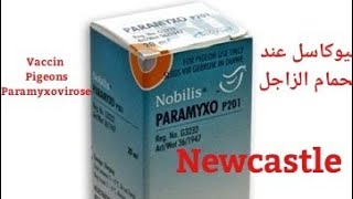 تلقيح الحمام الزاجل ضد نيوكاسل vaccin Pigeons voyageurs paramyxovirose [upl. by Kapoor]