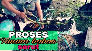 Bonsai art  Proses tanam Bakalan bonsai Serut  Streblus asper  cara saya [upl. by Alderson]