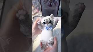 cat sticky toy cast in foam shortvideo [upl. by Naillimxam805]