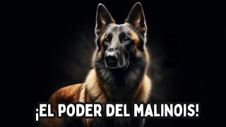 ¿Es el Perro Pastor Belga Malinois el Mejor en Protección [upl. by Akkire3]