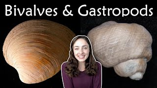 Mollusca Pt 2 Bivalves amp Gastropods Invertebrate Paleontology  GEO GIRL [upl. by Cissej937]