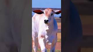 Beautiful white Brahman calf  White Brahman calf  White Nelore Brahman shorts trending viral [upl. by Htebilil654]