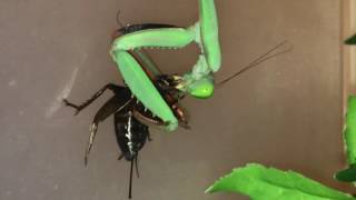 Hierodula Majuscula Giant Rainforest Mantis feeding [upl. by Neufer]