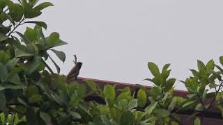 A new visitor on Ficus racemosa [upl. by Ezaria497]