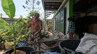 Potting a Variegated banana pup What a beautiful banana plant [upl. by Choong862]