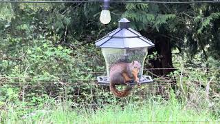 Squirrel helping himself at the bird feeder [upl. by Omrellug639]