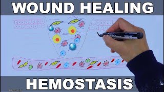 Wound Healing Mechanism [upl. by Nohpets]