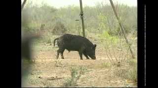 Bow Hunting Texas Hogs [upl. by Marjorie]