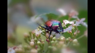 How to Use Diatomaceous Earth to Control Japanese Beetles [upl. by Nongim]