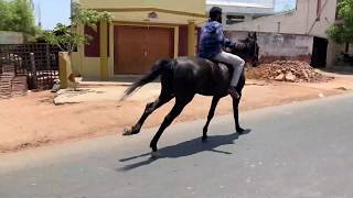 Gallop Horse Riding  galloping on the street [upl. by Ayanet]