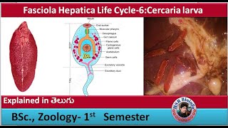 Fasciola Hepatica Life Cycle6 Cercaria larva  Platy helmenthes  HSR Bioinfo [upl. by Carleen396]