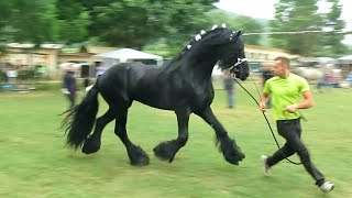 Cavallo Frisone di alta scuola [upl. by Mathe441]