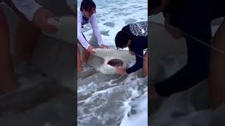 UnhookingReleasing A HAMMERHEAD SHARK sharkfishing sharklife fishing lbsf giantsharks [upl. by Ajup]