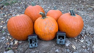 What Happens To Pumpkins In The Woods Trail Camera [upl. by Atteuqahs]