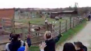 Darren the Waving Goat at White Post Farm [upl. by Idolla]