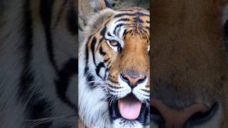 Tigers Learn about Jungle Animals for Kids 🐯 Watch on Oliver and Lucas 🟣🟡 shorts [upl. by Malony]