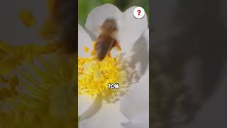 ¿Sabías esto sobre las abejas 🐝🌼 [upl. by Annoik354]