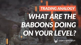 What Are The Baboons Doing on Your Level [upl. by Borg]