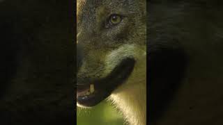 Sound Wolf The Most Epic Howling Youll Ever Hear 2024 [upl. by Kroy]