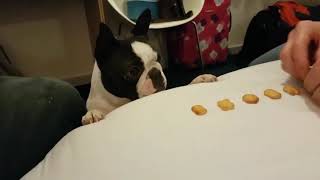 Beryl the Boston Terrier Eating Her PreShow Snack in Her Travelodge Room [upl. by Filberte]