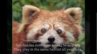 Why Red Pandas are Endangered [upl. by Kcirttap]