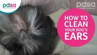 How To Clean Your Dog’s Ears And Recognise Ear Problems [upl. by Augy]