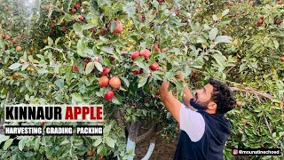 Kinnaur Apple  Harvesting  Grading amp Packing  Apple Farm  Kinnaur  Himachal Pradesh  India [upl. by Ronnoc]