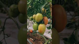 Tomates company poivron garden tomato biougra farming ia agriculture tiktokvideo [upl. by Glinys183]