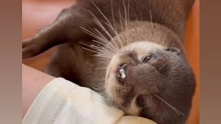 Otter MelonpanWe had so much fun on my little brothers Birthday🥰😍🦦Cute Otter [upl. by Atteuqahc44]