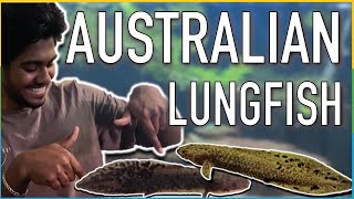 2 Month Update on my baby Australian Lungfish New grow out aquarium [upl. by Meekahs]