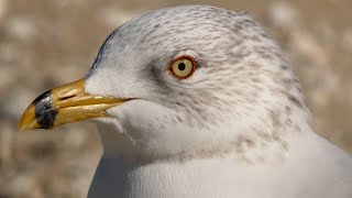 Ring billed gull call sounds flying  Bird [upl. by Asilla]