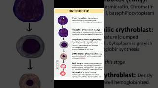 Erythropoiesis  bpt physiology  Bio Archives  Manan Sachdeva [upl. by Yurt]