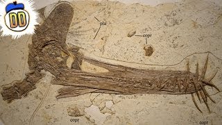 15 Unbelievable Fossil Discoveries [upl. by Berkin]