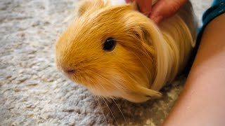 Cute Guinea pig video [upl. by Eelra]