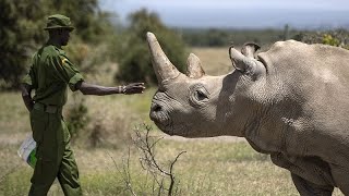 Rhinocéros Blancs du Nord  la FIV comme espoir de préservation [upl. by Verena990]