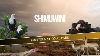 KRUGER NP  Shimuwini  The One with 4x4 Tracks and Scenery [upl. by Michelina177]