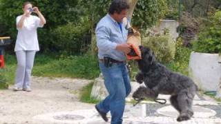 Nobel  quotThe Great Bouvier des Flandresquot [upl. by Funch675]