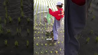 Baby Crabs in Rice Fields A Natural Partnership  STBossEn [upl. by Kennie253]