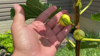 Backyard Tour Of Our Fig Trees  Multiple Varieties [upl. by Trill]