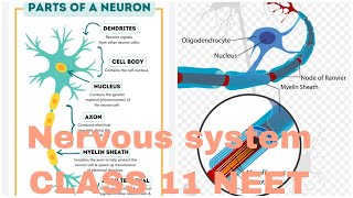 NERVOUS SYSTEM HUMAN PHYSIOLOGY AB ALL IS WELL [upl. by Lazaro]