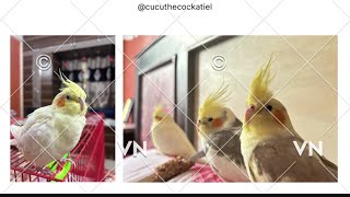 Singing cockatiels singing cockatiel trends viralvideos youtubevideo animals birds pets yt [upl. by Eciryt]