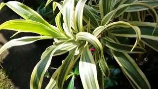 Dracaena Reflexa Song of India  Dracaena Surculosa Milky Way [upl. by Waldack]