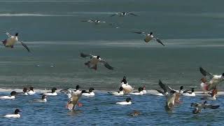 Common Mergansers [upl. by Elazaro]