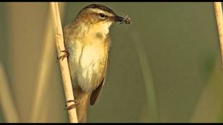 Sedge Warbler Bird Call Bird Song [upl. by Olleina483]