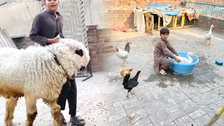 Aj Bakry Ky Sath Khyla 😳  Garmiya Agai Ducks Ko Pani Me Enjoy Karwaya [upl. by Anstus424]