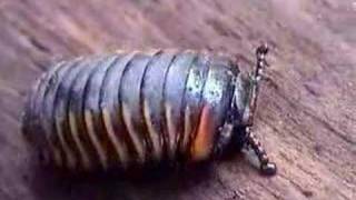 Pill Millipede of Borneo Ƣݔҩᾫ٨ӷ [upl. by Nogam]