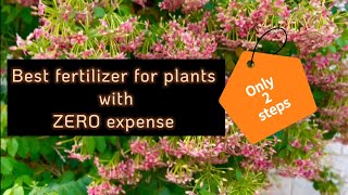 How to make fertilizer at home with zero expense best fertilizer for vegetable plants [upl. by Viens]