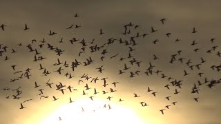 Northern Pintail  Anas acuta  Large flock in November 2023 [upl. by Eicul]