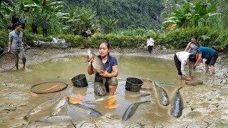 Harvesting Golden Carp  Fish  to sell  Grilled fish  Cooking [upl. by Chancelor861]