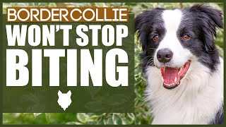 How To Stop A BORDER COLLIE BITING [upl. by Ecyal860]